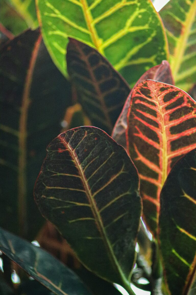 Acide crotonique