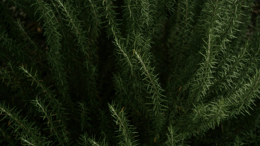 Acide rosmarinique