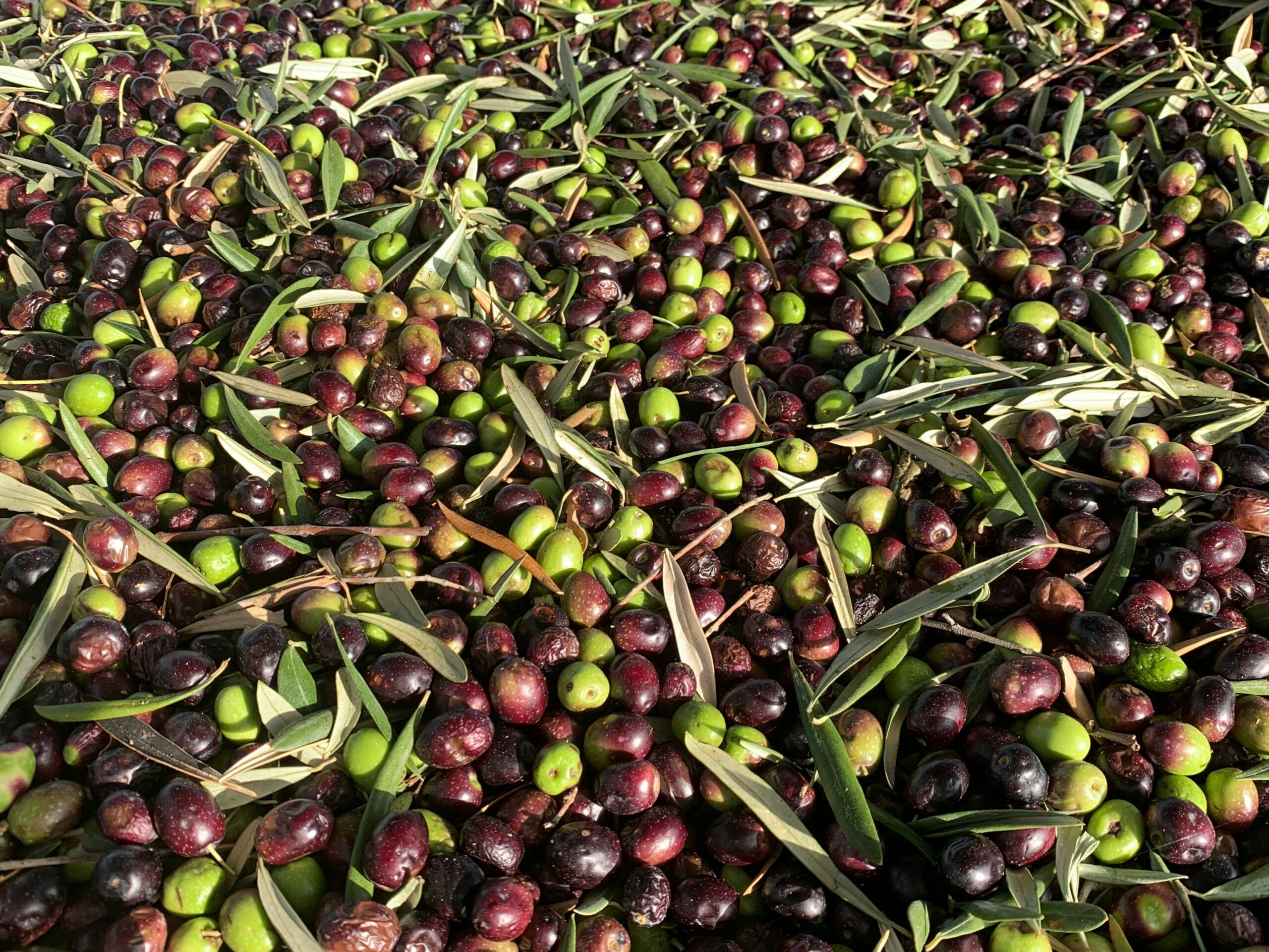 Densité huile d'olive