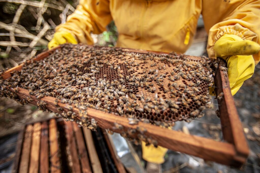Contrôle de résidus d’amitraze chez les abeilles en laboratoire