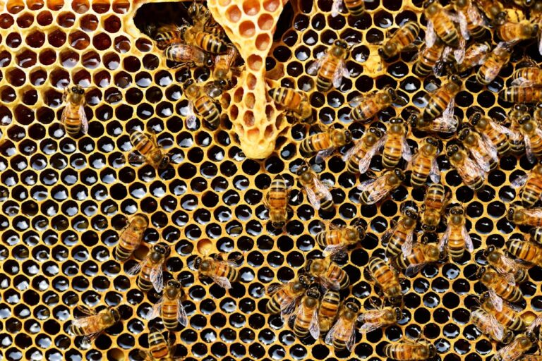 Analyse en laboratoire de l’amitraze dans une ruche d’abeilles