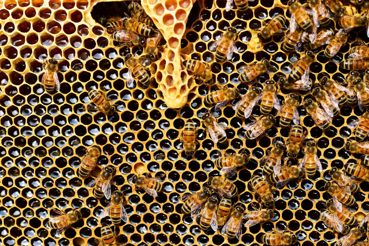 Analyse en laboratoire de l’amitraze dans une ruche d’abeilles