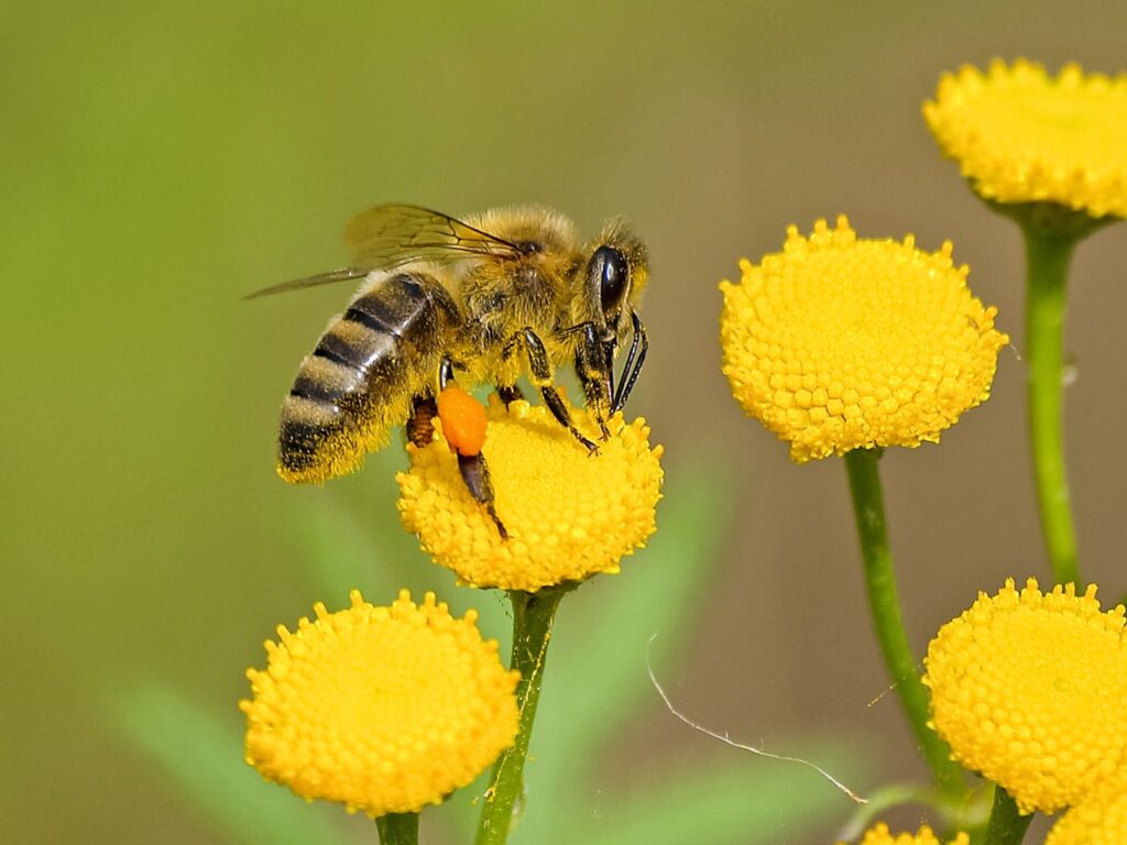 Détection de l’amitraze auprès d'abeilles exposées à des traitements apicoles