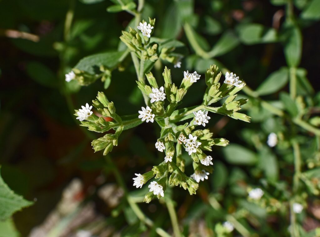 glycosides de stéviol
