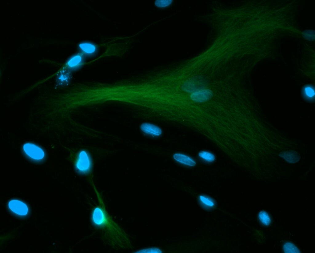 analyse microscopie