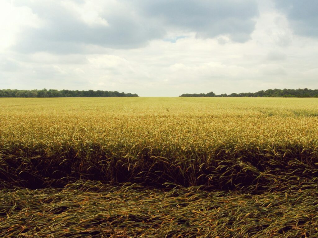 cereales alcaloides