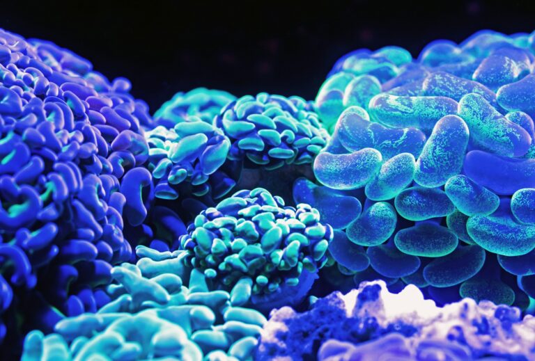 benzophenone protection corail