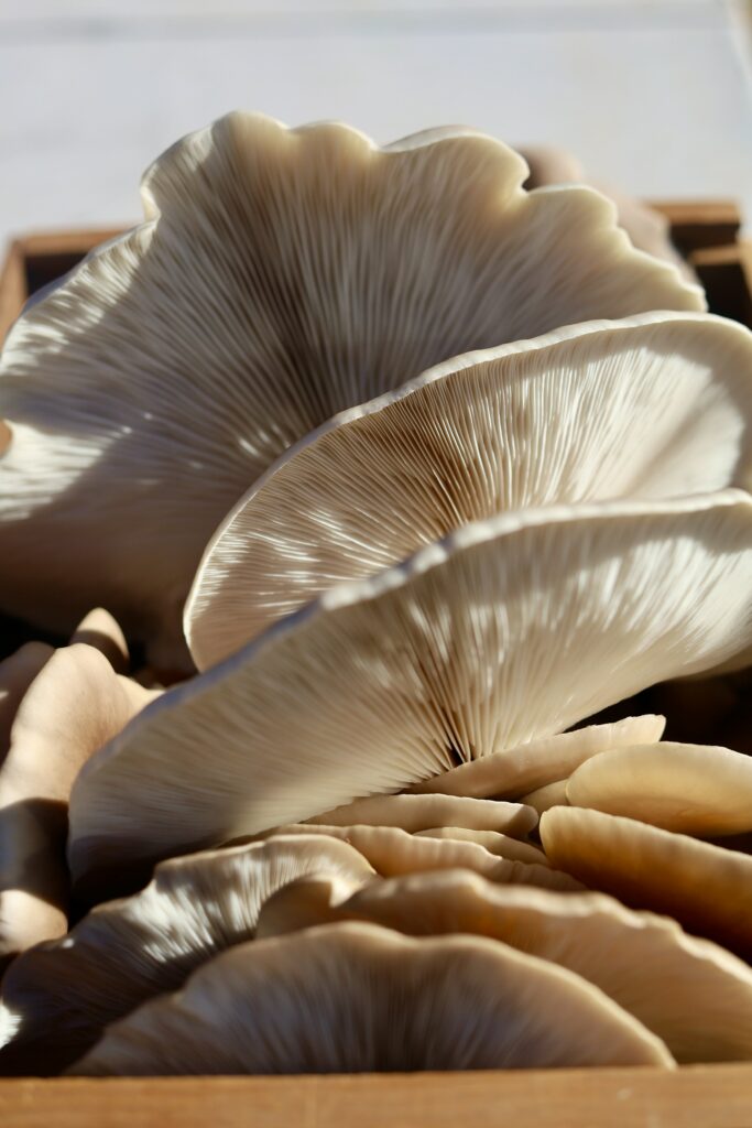 bêta-glucanes dans les champignons pleurotes