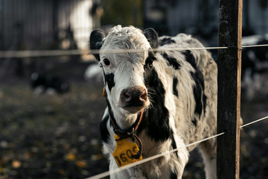 dosage biomarqueurs en nutrition animale