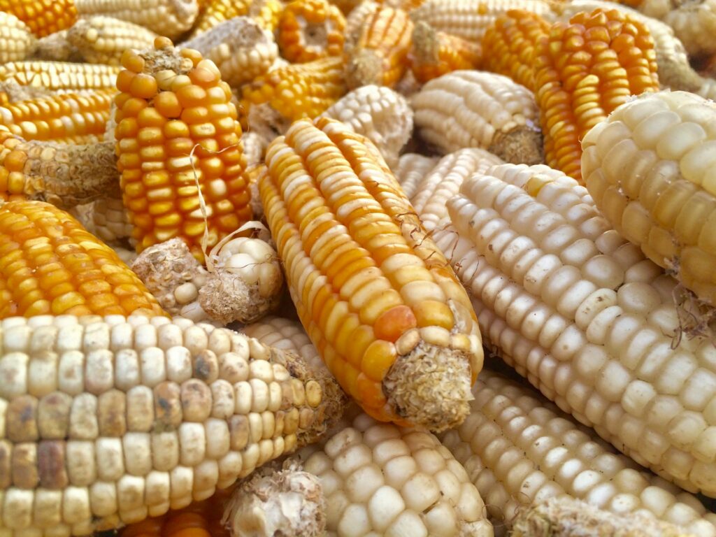 polysaccharides dans le mais