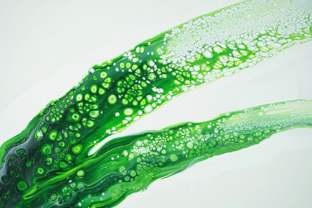 polysaccharides dans les cellules vegetales