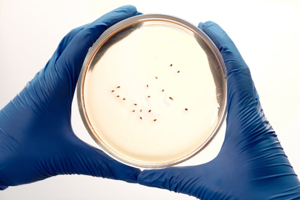 MALDI TOF bacteries