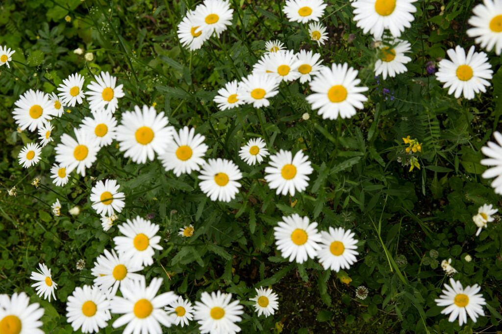 flavonoïdes extraits camomille