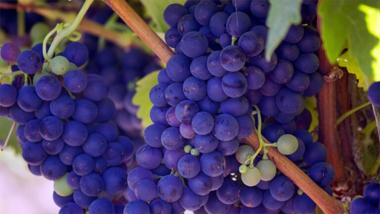 oligomères proanthocyanidines dans les pepins raisin