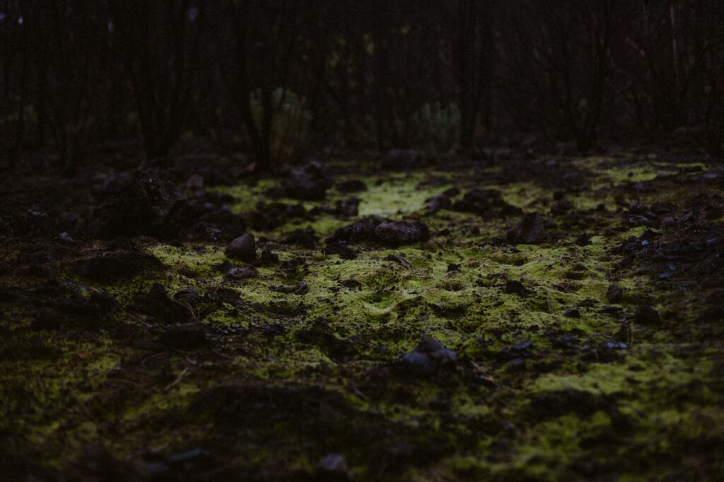 Sol forestier riche en humus, source naturelle d'acide humique et fulvique
