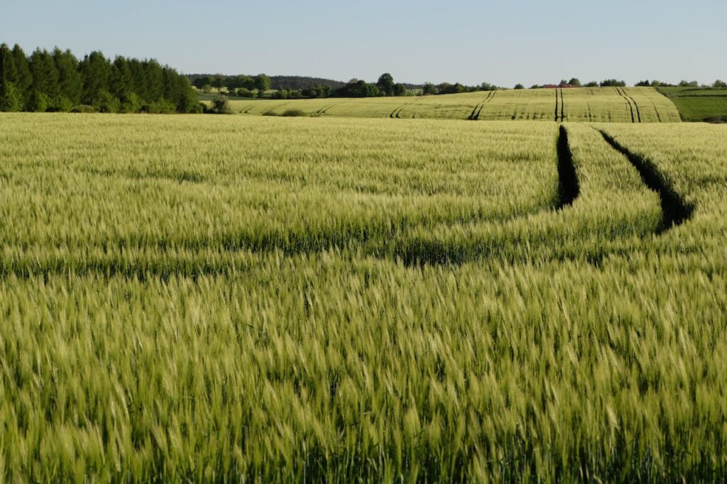 Culture de blé bénéficiant de l’action du NBPT pour une meilleure assimilation de l’azote