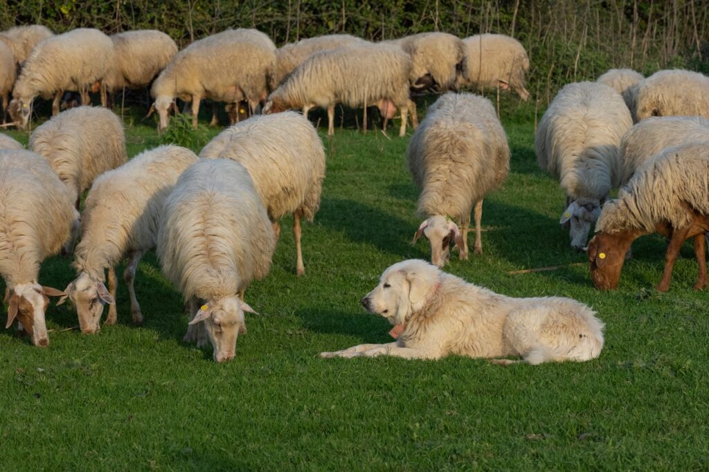 Absorption des mycotoxines dans les troupeaux de moutons au pâturage