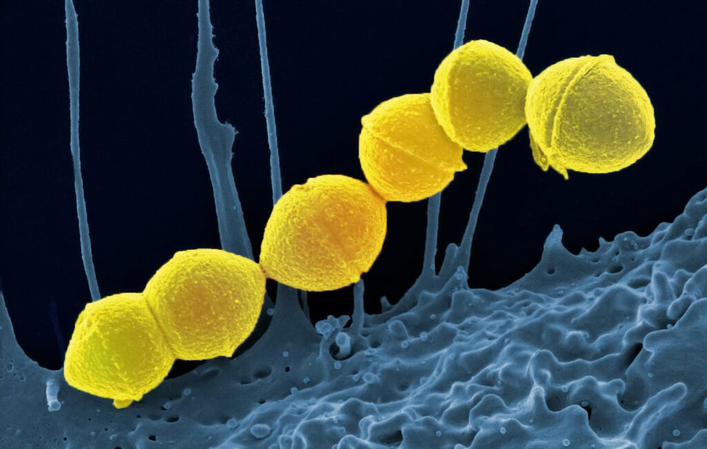 Bactéries du microbiote observées au microscope électronique, analysées par séquençage ADN pour des études de biodiversité